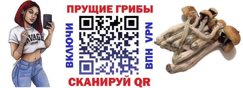 цена   Галич  Псилоцибиновые грибы MAGIC MUSHROOMS 